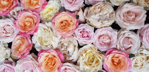 Background image of roses.  Colored fresh pastel roses. Pink and white roses and hydrangea. Background image of roses.  Colored fresh pastel color flowers.