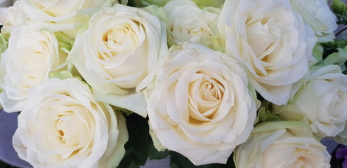 White roses close up flat lay. Nature background.