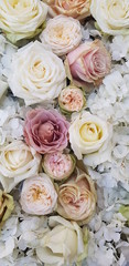Background image of flowers. White fresh pastel roses. Pink and white roses and hydrangea. Background image of roses.  Colored fresh pastel roses. Pink and white flowers.