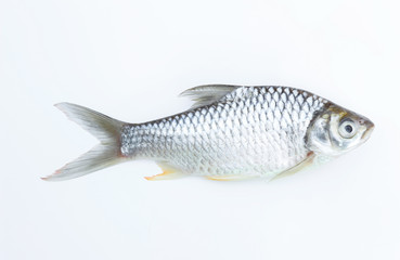 carp fish on white background for food editing work