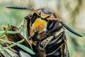 hornet close-up