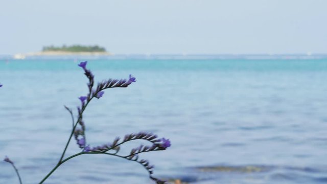 Flowering violet limonium plant against sea, tropical island, blue sky, handheld shot. Sea-lavender purple flowers on Adriatic beach. Closeup of blooming lilac sea lavender on aquamarine background