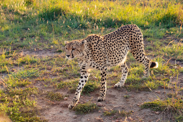 cheetah walking in the early morning light in the Masai Mara