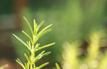 Rosemary tree leaf from harvest in herbal garden 