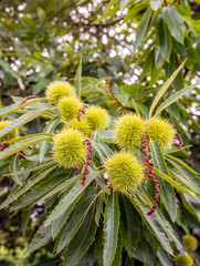 Ripening sweet chestnuts from close