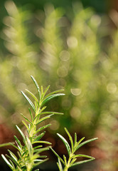 Fresh rosemary leaf on tree for harvest in herb 