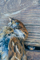 Sparrow bird dead on outdoor wooden floor