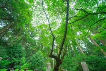松島の寺の庭園