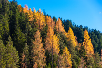 The colors of autumn in Dolomites