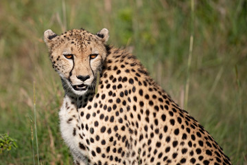 close up of a cheetah in the  Masai Mara savannah grass
