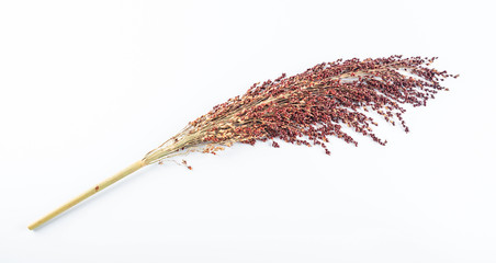 Red sorghum spike on white background
