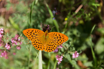 Fototapeta na wymiar Orange-black butterfly