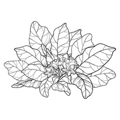 Outline Mandragora officinarum or Mediterranean mandrake leaf bunch with flower in black isolated on white background.