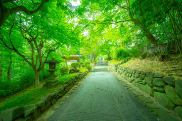 松島の寺の庭園