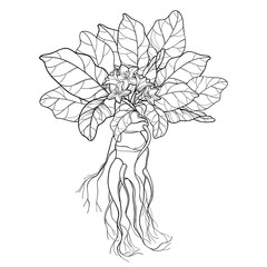 Hand drawing illustration. Vector illustration of mandrake. Mandragora root  homunculus, alchemy ingredient, witchcraft, sorcery mystical creature.  Halloween character. Botanical. Coloring page ilustração do Stock