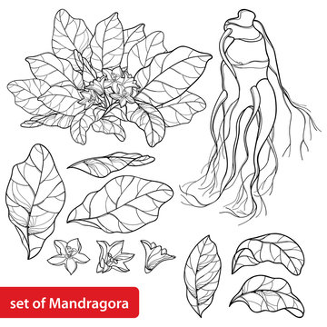 Set of outline Mandragora officinarum or Mediterranean mandrake flower bunch, leaf and root in black isolated on white background.