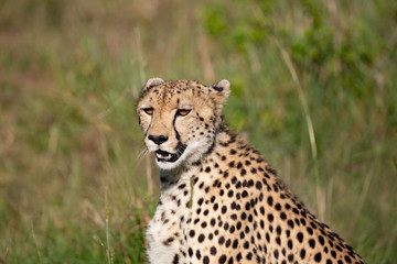 Close up portrait of a Cheetah in the Masai Mara