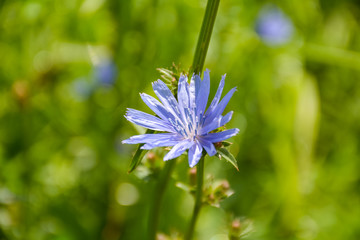 Blue flower blooms on the field