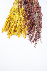 a red sorghum spike and a golden ear of rice on a white background