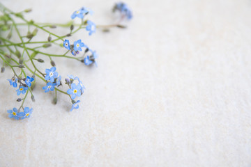 Blue myosotis flowers on a light background. The basis for creating albums and postcards. Flowers -...