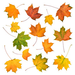 Fototapeta premium Set of beautiful colorful autumn leaves