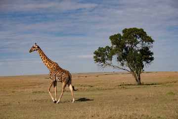 Single walking giraffe in Masai Mara national park Kenya africa