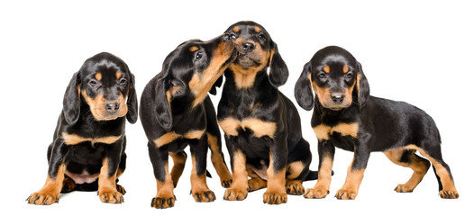 Four lovely puppies sitting together isolated on white background
