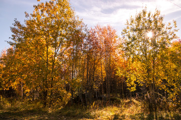 Fototapeta na wymiar Autumn between villages nature and water in Scandinavia