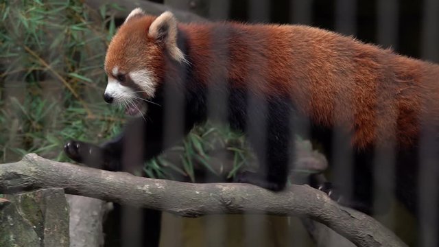 Red Panda (Ailurus fulgens) in Zoo Behind Cage Bars. Animal Violence. Endangered Species of Asia