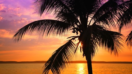 Tropical sunset - palm tree in Cuba.