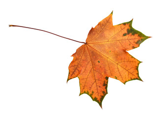 Beautiful colorful autumn leaf