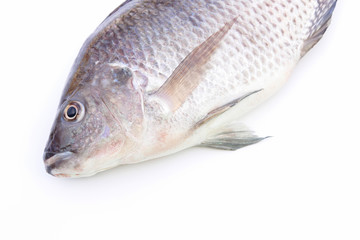 Tilapia fish on white background  