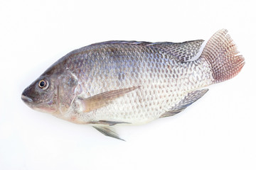 Tilapia fish on white background  