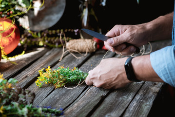 Alternative medicine. Harvesting herbs. Men's hands hold a bundle of St. John's wort, a rustic lifestyle.
