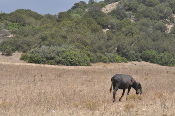 Fototapeta premium The beautiful Animal Donkey in the natural environment