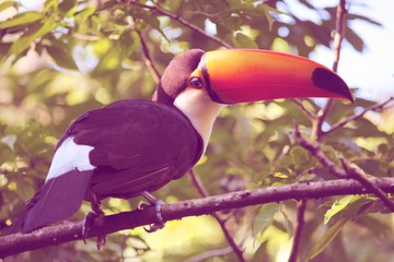 Common toucan © Tupungato