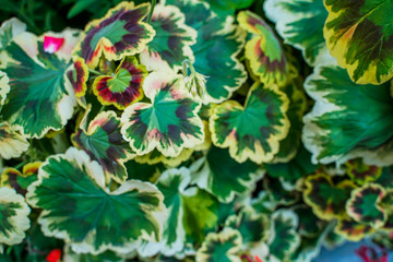 Green leaf background background, natural background and wallpaper in the flower dome Singapore.