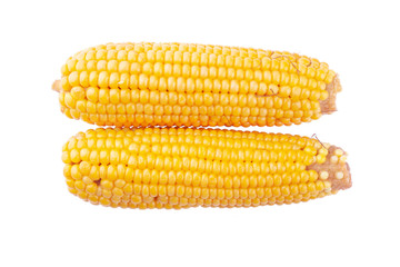 fresh yellow ears of corn, cereal vegetables, queen of the fields  isolate on white background