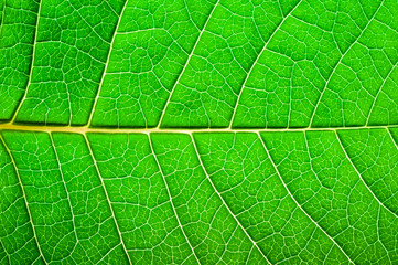 Naklejka na ściany i meble Green leaf of a tree closeup, texture