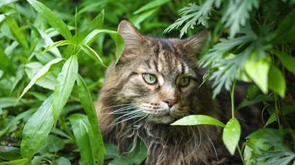 Naklejka na ściany i meble Big gray cat sitting in the garden bush. Maine coon