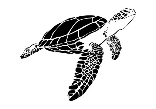 graphic sea turtle,vector illustration of sea turtle