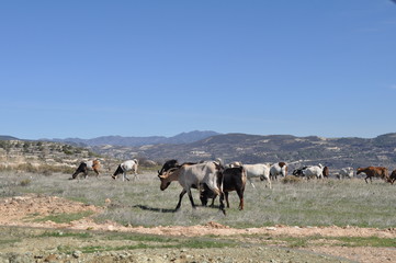 Obraz premium The beautiful Animal Goat in the natural environment (farm)