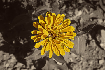 A yellow flower on a vintage background