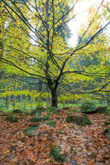 Fototapeta premium Baum mit Herbstlaub im Harz an einem Tag im Herbst