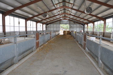 The beautiful Animal Goat in the natural environment (farm)