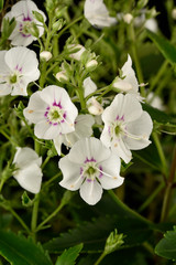 Avalanche Fleurs blanches du cultivar Parahebe