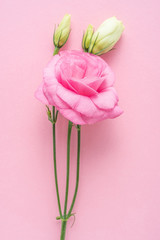 Bunch of beautiful eustoma flowers on pink background