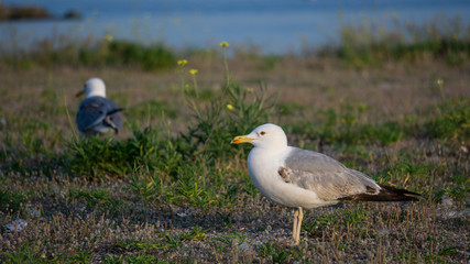 Seagull standing at ground,  green grass and  blue sea background