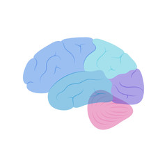 Vector illustration of human brain anatomy 