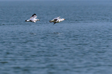 Fototapeta na wymiar Brown-headed sea gull in hot pursuit for a fish-catch flying over a lake
